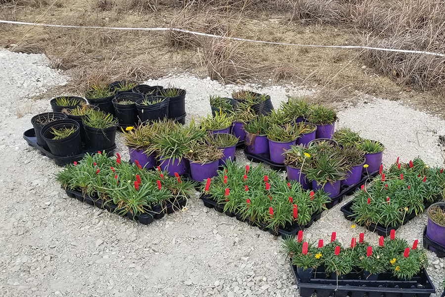 flats of lakeside daisy plants